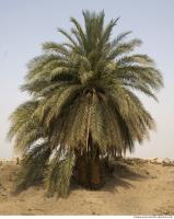 Photo Reference of Palm Tree0008